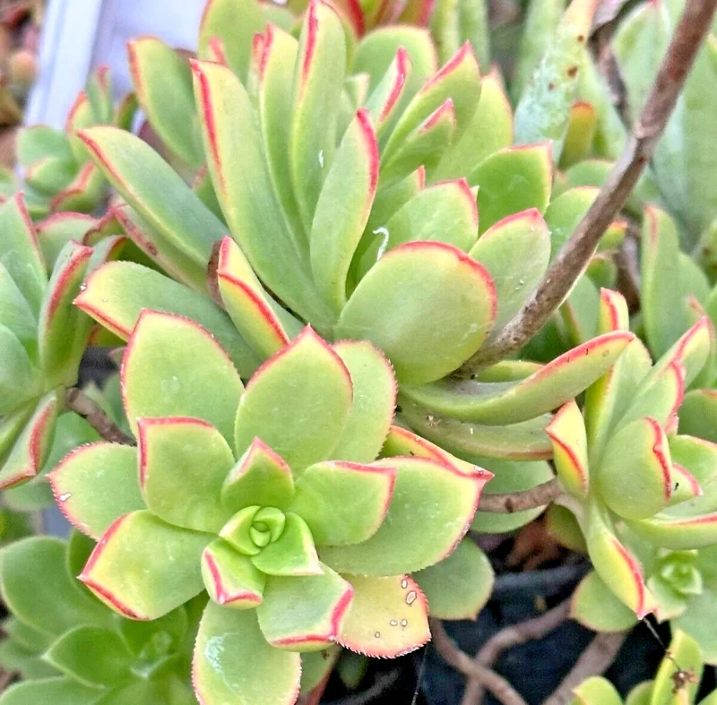 Aeonium Haworthii 'Dream Color' KIWI Variegated Succulent Live Plant 2 Inch Pot - Image 1