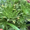 Aeonium Simsii Green Succulent Live Plant – 3 Large Cuttings, 2 inch Rosettes - Image 1