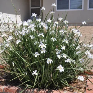 African Iris White Dietes Bicolor – Live Plant – 1 Gallon Pot – Outdoor - Image 2