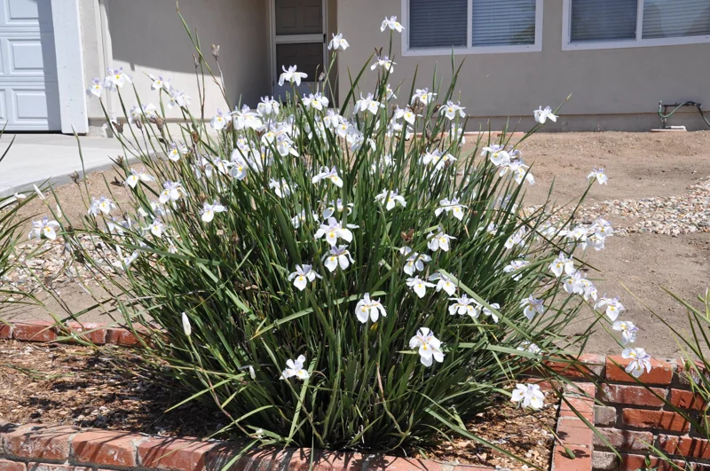 African Iris White Dietes Bicolor – Live Plant – 1 Gallon Pot – Outdoor - Image 2