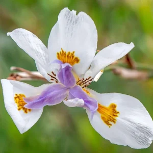 African Iris White Dietes Bicolor – Live Plant – 1 Gallon Pot – Outdoor - Image 3