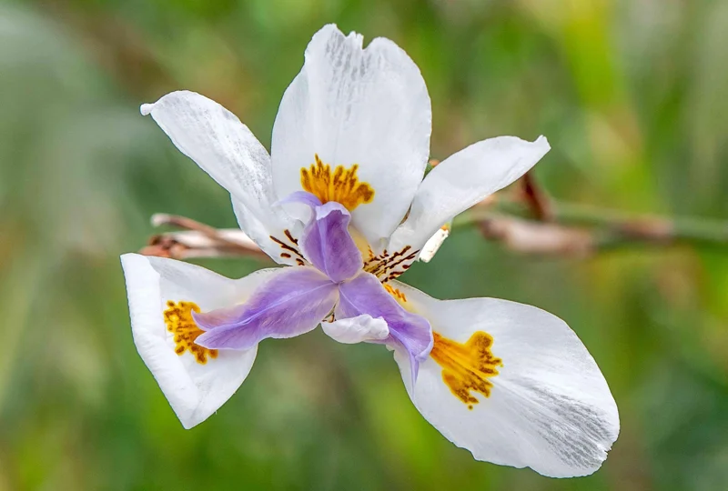 African Iris White Dietes Bicolor – Live Plant – 1 Gallon Pot – Outdoor - Image 3