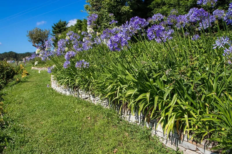 Agapanthus Lily of the Nile Live Plant – 1 Gallon Pot – Outdoor - Image 3