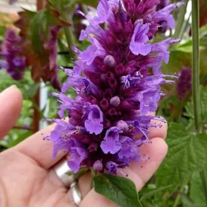 Agastache Globetrotter Hummingbird Mint Live Plant for Pollinators - Image 2