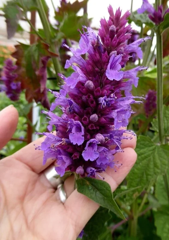 Agastache Globetrotter Hummingbird Mint Live Plant for Pollinators - Image 2
