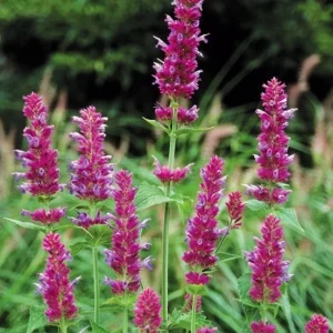 Agastache Globetrotter Hummingbird Mint Live Plant for Pollinators - Image 3