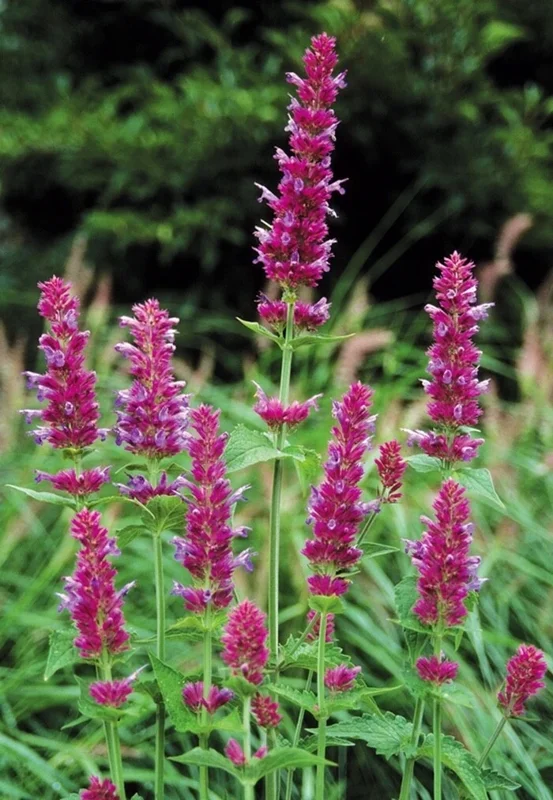 Agastache Globetrotter Hummingbird Mint Live Plant for Pollinators - Image 3