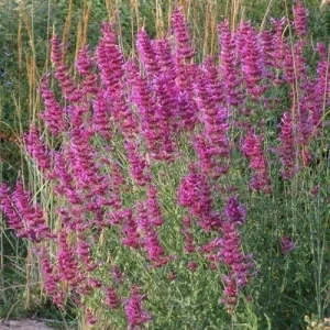 Agastache Globetrotter Hummingbird Mint Live Plant for Pollinators - Image 4