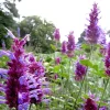 Agastache Globetrotter Hummingbird Mint Live Plant for Pollinators - Image 1