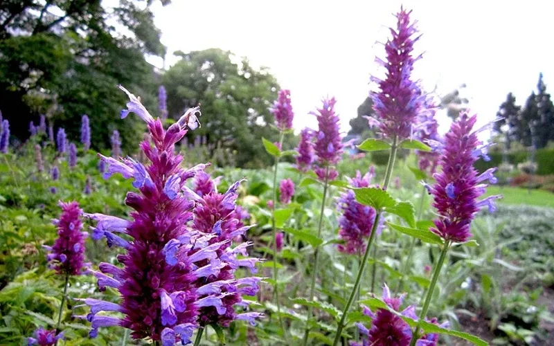 Agastache Globetrotter Hummingbird Mint Live Plant for Pollinators - Image 1