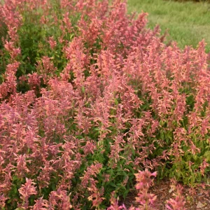 Agastache Guava Lava Hyssop Perennial Plant - Live Flower - Image 2