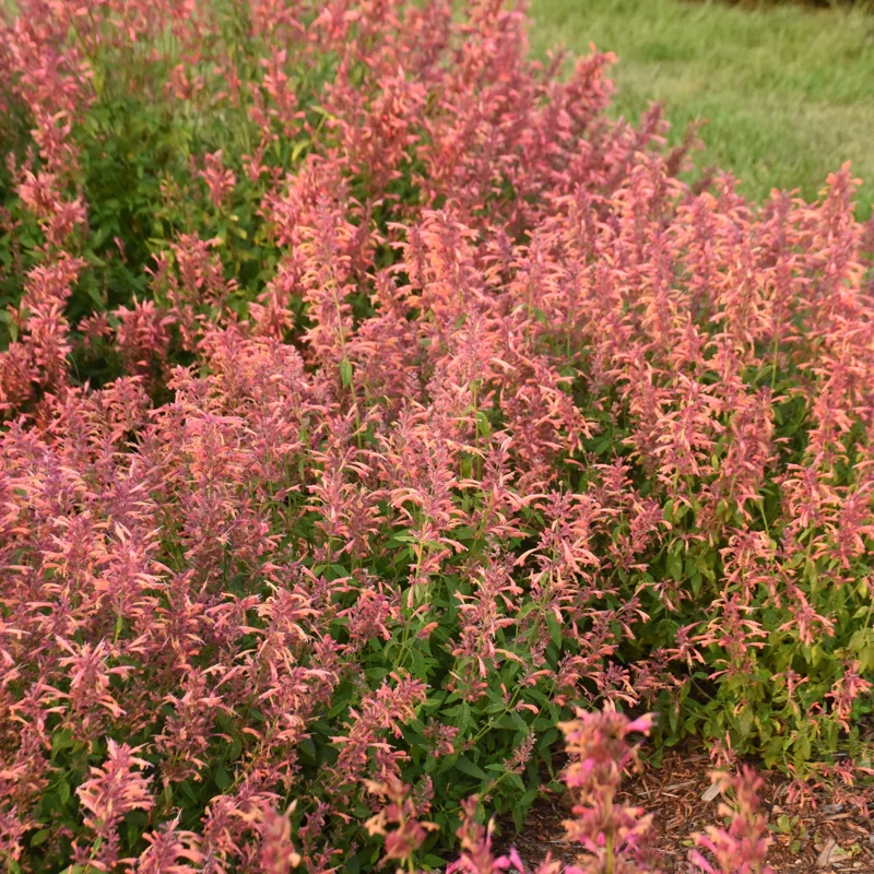 Agastache Guava Lava Hyssop Perennial Plant - Live Flower - Image 2