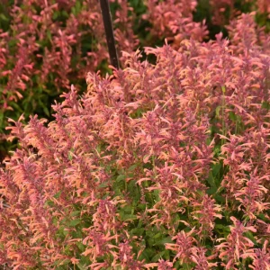Agastache Guava Lava Hyssop Perennial Plant - Live Flower - Image 3