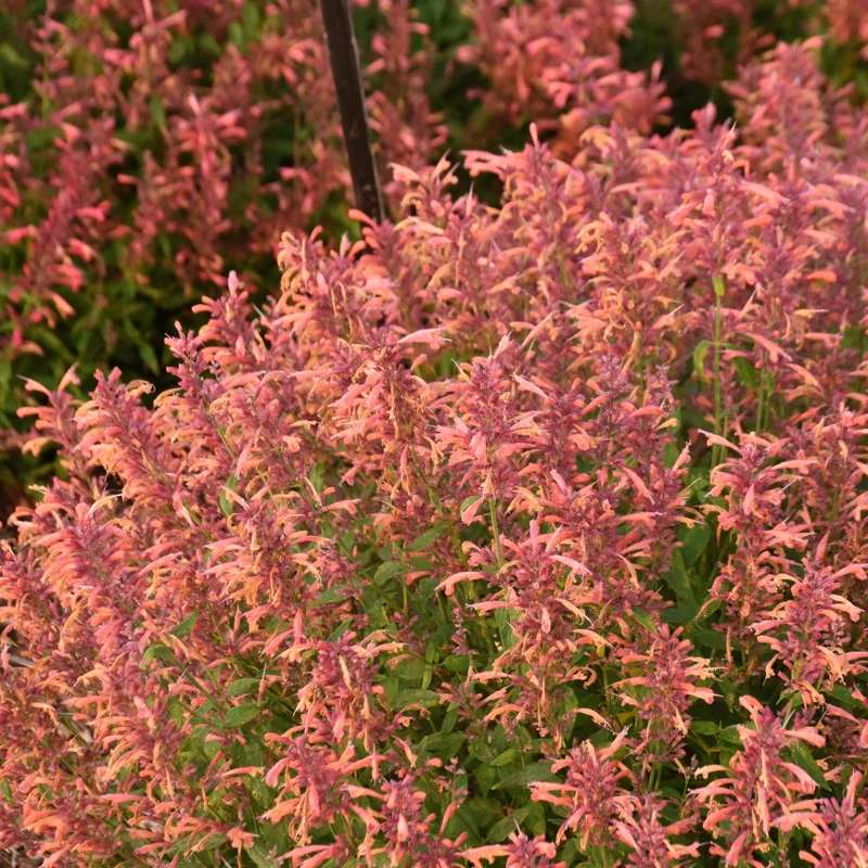 Agastache Guava Lava Hyssop Perennial Plant - Live Flower - Image 3