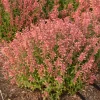 Agastache Guava Lava Hyssop Perennial Plant - Live Flower - Image 1