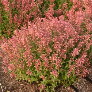 Agastache Guava Lava Hyssop Perennial Plant - Live Flower - Image 1