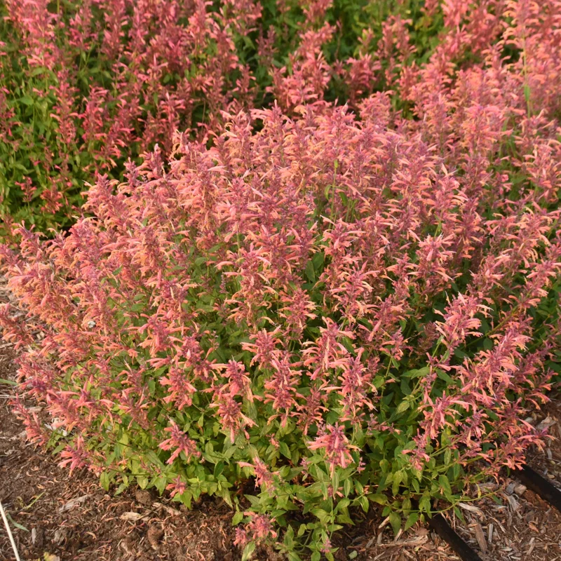 Agastache Guava Lava Hyssop Perennial Plant - Live Flower - Image 1