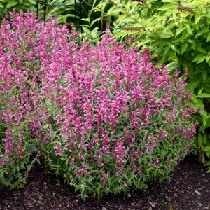 Agastache 'Rosie Posie' Hyssop Live Plant – Perennial Flower - Image 2