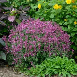 Agastache 'Rosie Posie' Hyssop Live Plant – Perennial Flower - Image 3