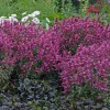 Agastache 'Rosie Posie' Hyssop Live Plant – Perennial Flower - Image 1