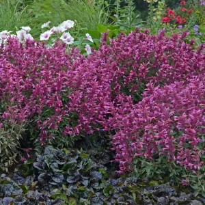 Agastache 'Rosie Posie' Hyssop Live Plant – Perennial Flower - Image 1
