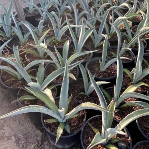 Agave Tequilana Live Plant - 1 Gallon Nursery Pot - Outdoor - Image 2