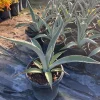 Agave Tequilana Live Plant - 1 Gallon Nursery Pot - Outdoor - Image 1