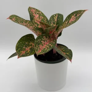 Aglaonema Chanel Pink Live Plant – 6 inch Pot – Low Light Indoor Houseplant - Image 2