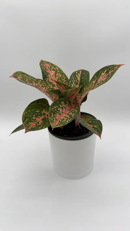 Aglaonema Chanel Pink Live Plant – 6 inch Pot – Low Light Indoor Houseplant - Image 2