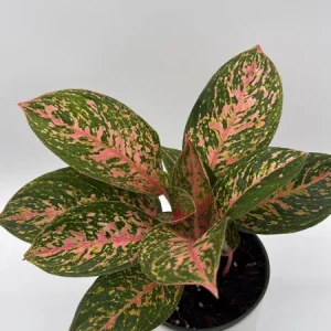 Aglaonema Chanel Pink Live Plant – 6 inch Pot – Low Light Indoor Houseplant - Image 3