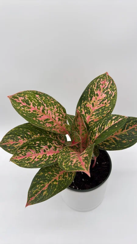 Aglaonema Chanel Pink Live Plant – 6 inch Pot – Low Light Indoor Houseplant - Image 3