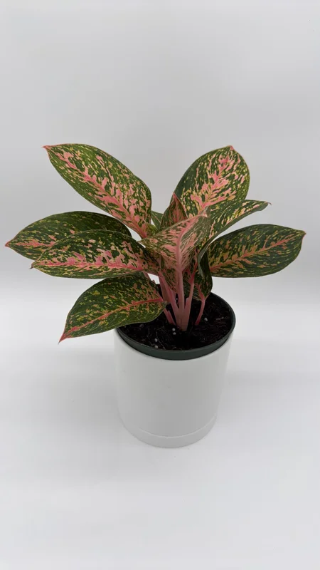 Aglaonema Chanel Pink Live Plant – 6 inch Pot – Low Light Indoor Houseplant - Image 4