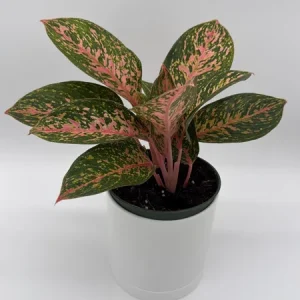 Aglaonema Chanel Pink Live Plant – 6 Inch Pot – Low Light Houseplant - Image 4