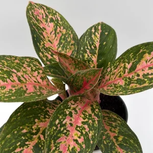 Aglaonema Chanel Pink Live Plant – 6 inch Pot – Low Light Indoor Houseplant - Image 1