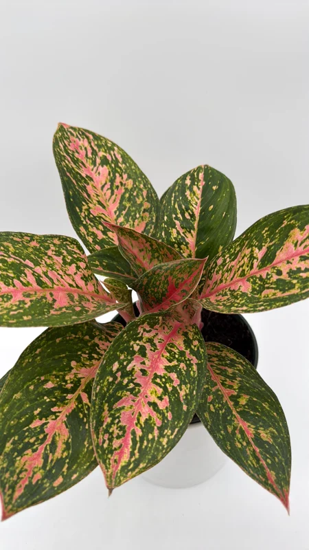 Aglaonema Chanel Pink Live Plant – 6 inch Pot – Low Light Indoor Houseplant - Image 1