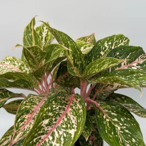Aglaonema Chanel Pink Live Plant – Pink Variegated Leaves – Potted Houseplant – Easy Care Indoor - Image 2