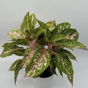 Aglaonema Chanel Pink Live Plant – Pink Variegated Leaves – Potted Houseplant – Easy Care Indoor - Image 3
