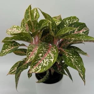 Aglaonema Chanel Pink Live Plant – Pink Variegated Leaves – Potted Houseplant – Easy Care Indoor - Image 4