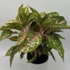 Aglaonema Chanel Pink Live Plant – Pink Variegated Leaves – Potted Houseplant – Easy Care Indoor - Image 1
