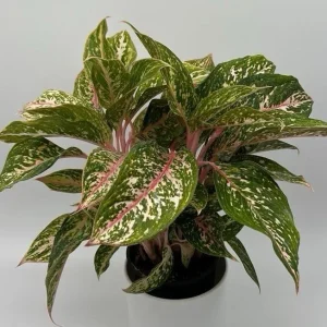 Aglaonema Chanel Pink Live Plant – Pink Variegated Leaves – Potted Houseplant – Easy Care Indoor - Image 1