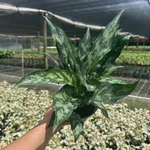 Aglaonema Mary Ann Chinese Evergreen Live Plant - Indoor & Outdoor Plant - Image 2