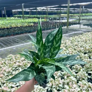 Aglaonema Mary Ann Chinese Evergreen Live Plant - Indoor & Outdoor Plant - Image 3