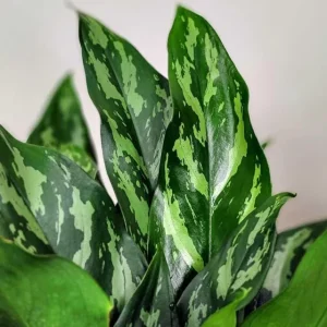 Aglaonema Mary Ann Chinese Evergreen Live Plant - Indoor & Outdoor Plant - Image 4