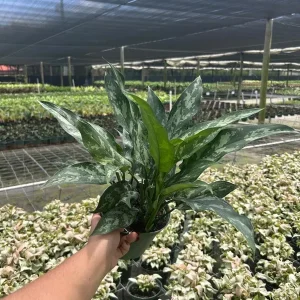 Aglaonema Mary Ann Chinese Evergreen Live Plant - Indoor & Outdoor Plant - Image 5