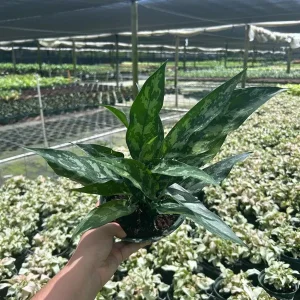Aglaonema Mary Ann Chinese Evergreen Live Plant - Indoor & Outdoor Plant - Image 1