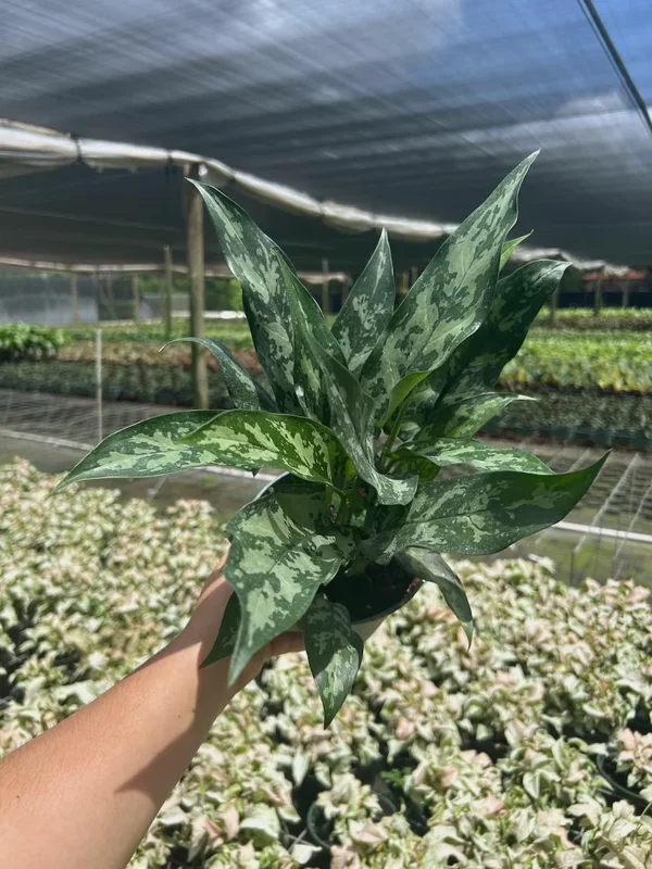 Aglaonema Mary Ann Chinese Evergreen - Live Potted Houseplant - Indoor/Outdoor - Image 2