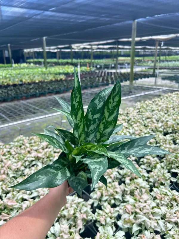 Aglaonema Mary Ann Chinese Evergreen - Live Potted Houseplant - Indoor/Outdoor - Image 3