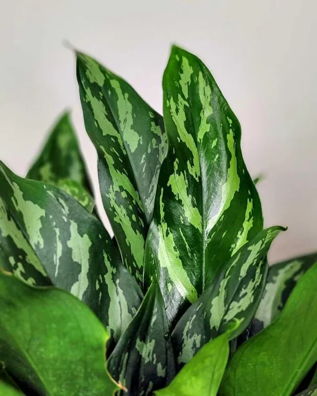 Aglaonema Mary Ann Chinese Evergreen - Live Potted Houseplant - Indoor/Outdoor - Image 4