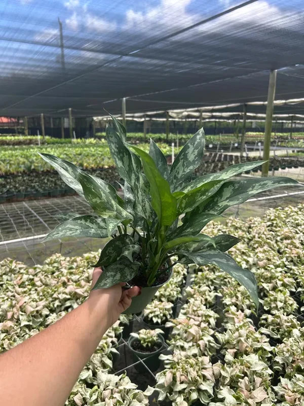 Aglaonema Mary Ann Chinese Evergreen - Live Potted Houseplant - Indoor/Outdoor - Image 5