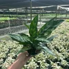 Aglaonema Mary Ann Chinese Evergreen - Live Potted Houseplant - Indoor/Outdoor - Image 1